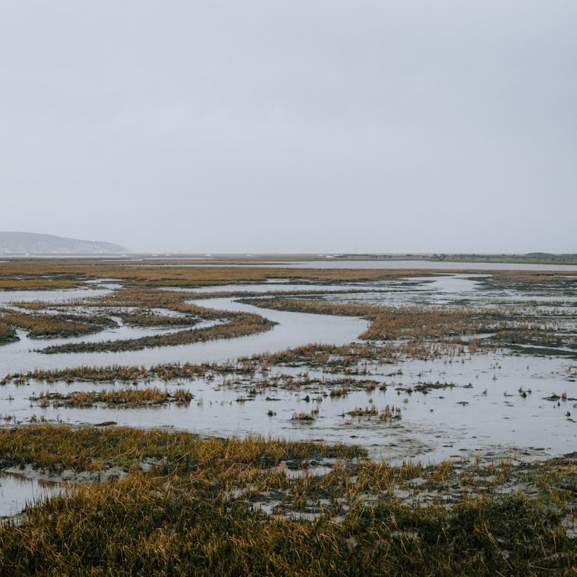 Saltmarsh